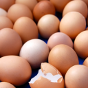 Orphan Egg