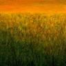 Savanna